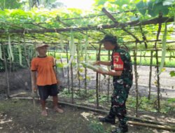Babinsa Karangjati Bantu Petani Rawat Kebun Sayur Untuk Sukseskan Ketahanan Pangan