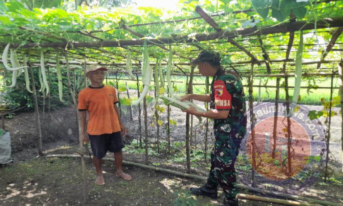 Babinsa Karangjati Bantu Petani Rawat Kebun Sayur Untuk Sukseskan Ketahanan Pangan