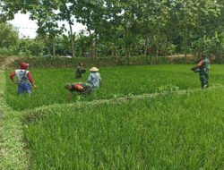 Babinsa Turut Pupuk Padi, Demi Hasil Panen Maksimal