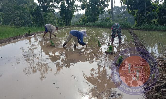 Dukung Ketahanan Pangan Wilayah, Babinsa Ngrambe Bantu Petani Tanam Padi