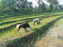 Tingkatkan Hasil Panen, Babinsa Kodim Ponorogo Bantu Petani Penyiangan Tanaman Padi