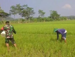 Bantu Pemupukan Padi, Ini Harapan Babinsa Koramil 0801/02 Kebonagung