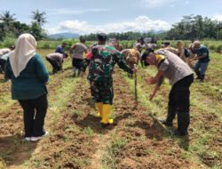 Tingkatkan Swasembada Pangan, tanam Jagung Sejuta Hektar, Ini Harapan Dandim 0801/Pacitan