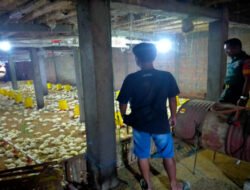 Dukung Usaha Warga Binaannya, Babinsa Karangjati Sambangi Usaha Peternakan Ayam