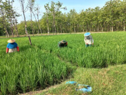 Babinsa Koramil Widodaren Dampingi Petani Penyiangan Rumput Pada Tanaman Padi