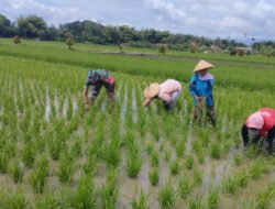 Babinsa Kodim Ponorogo Bantu Poktan Bersihkan Rumput Sekitar Tanaman Padi