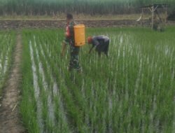 Babinsa Kodim Ponorogo Bantu Petani Semprot Hama Tanaman Padi