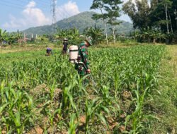 Cegah Hama, Babinsa Koramil 0801/01 Pacitan Bantu Petani Semprot Tanaman Jagung