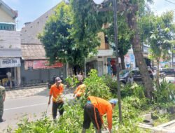 Babinsa Kratonan Bantu Jaga Kelancaran Arus Lalu Lintas Saat Pemangkasan Pohon