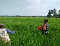 Tingkatkan Hasil Panen, Babinsa Kodim Ponorogo Bantu Petani Pupuk Tanaman Padi