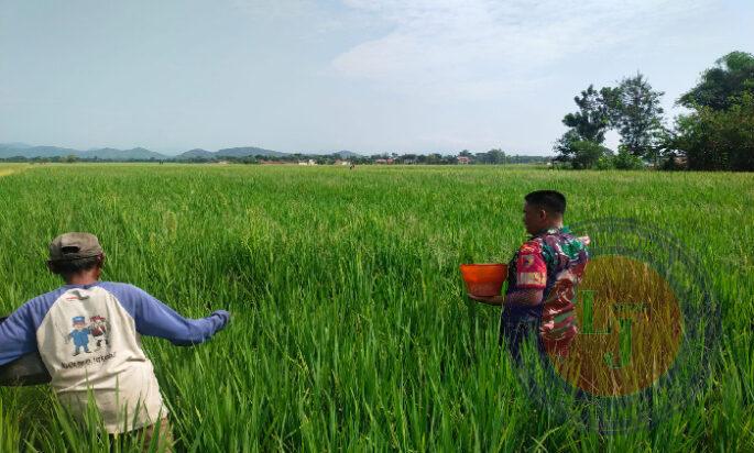 Tingkatkan Hasil Panen, Babinsa Kodim Ponorogo Bantu Petani Pupuk Tanaman Padi