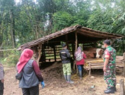 Babinsa Karanggede Kawal Vaksinasi PMK di Desa Bangkok