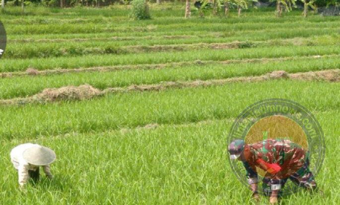 Bersihkan Gulma Tanaman Padi, Babinsa Koramil 0801/03 Arjosari Lakukan Penyiangan