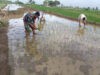 Inilah Bentuk Wujud Nyata Babinsa Ngawi dalam Program Ketahanan Pangan