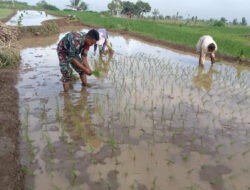 Inilah Bentuk Wujud Nyata Babinsa Ngawi dalam Program Ketahanan Pangan
