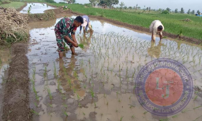 Inilah Bentuk Wujud Nyata Babinsa Ngawi dalam Program Ketahanan Pangan