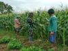 Selalu Ada Untuk Warga, Babinsa Koramil 0801/01 Pacitan Rawat Tanaman Jagung