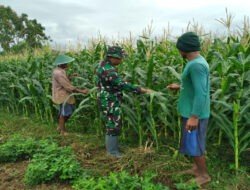 Selalu Ada Untuk Warga, Babinsa Koramil 0801/01 Pacitan Rawat Tanaman Jagung