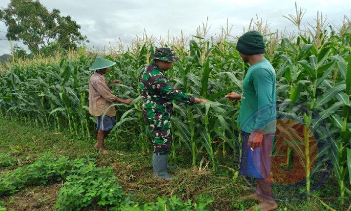 Selalu Ada Untuk Warga, Babinsa Koramil 0801/01 Pacitan Rawat Tanaman Jagung