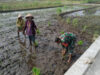 Babinsa Teras Aktif Dampingi Petani Dalam Upaya Ketahanan Pangan