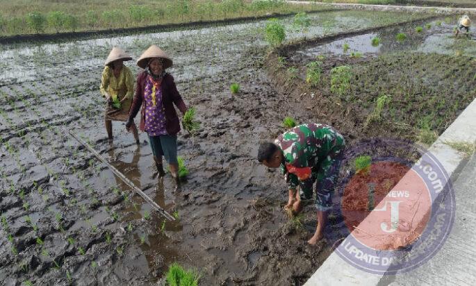 Babinsa Teras Aktif Dampingi Petani Dalam Upaya Ketahanan Pangan