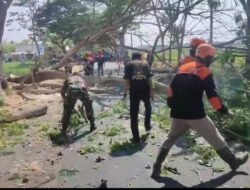 Wujud Kepedulian, Babinsa Koramil Paron Bantu Warga Tebang Pohon