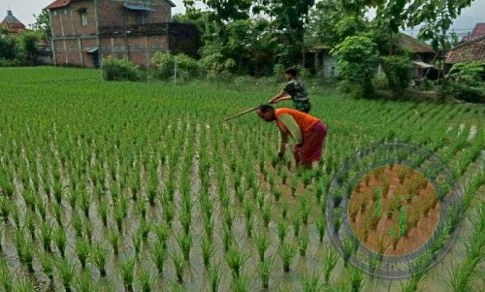 Pendampingan Petani, Peran Babinsa Kodim Ponrogo Wujudkan Ketahanan Pangan Wilayah