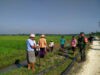 Babinsa Turun Ke Sawah Bantu Petani Basmi Hama Tikus Guna Tingkatkan Hasil Panen