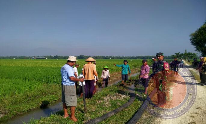 Babinsa Turun Ke Sawah Bantu Petani Basmi Hama Tikus Guna Tingkatkan Hasil Panen