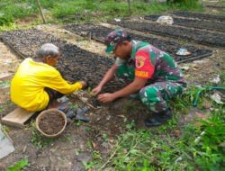 Dukung Program Penghijauan Babinsa Koramil Karangjati Bantu Warga Penyemaian Bibit Mahoni