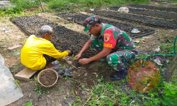 Dukung Program Penghijauan Babinsa Koramil Karangjati Bantu Warga Penyemaian Bibit Mahoni