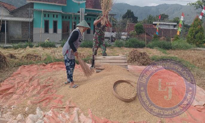 Ringankan Beban Petani, Babinsa Kodim Ponorogo Bantu Panen Padi