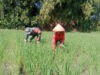 Masa Tanam Padi, Babinsa Koramil 06 Kwadungan Aktif Dampingi Petani di Sawah