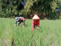 Masa Tanam Padi, Babinsa Koramil 06 Kwadungan Aktif Dampingi Petani di Sawah
