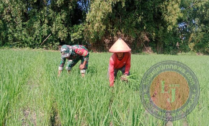 Masa Tanam Padi, Babinsa Koramil 06 Kwadungan Aktif Dampingi Petani di Sawah