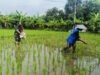 Babinsa Kodim Ponorogo Bantu Petani Pupuk Tanaman Padi