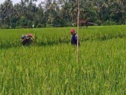 Bersihkan Gulma Tanaman Padi, Babinsa Koramil 0801/09 Sudimoro Lakukan Penyiangan