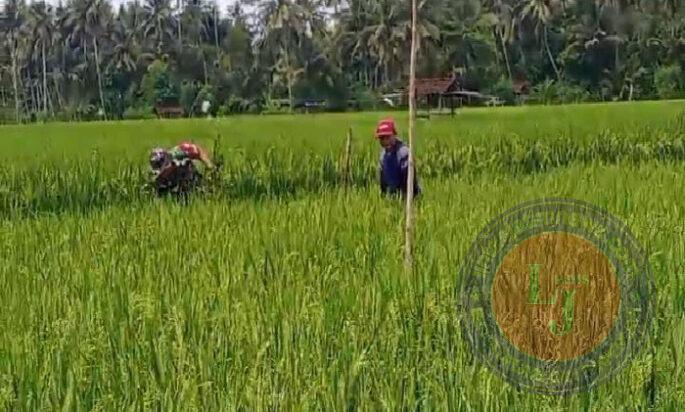 Bersihkan Gulma Tanaman Padi, Babinsa Koramil 0801/09 Sudimoro Lakukan Penyiangan