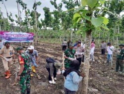 Polresta Banyuwangi Bersama Kelompok Tani Tanam Jagung Serentak Gelorakan Swasembada Pangan