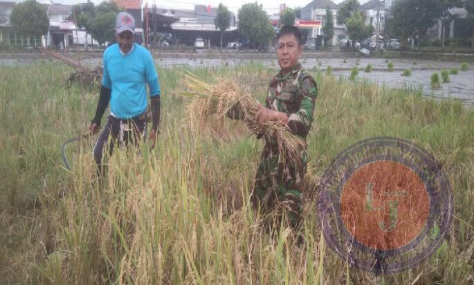 Sembari Panen Raya Padi,Babinsa Banjarsari Berikan Motifasi dan Semangat Kerja Tingkatkan Hasil Pertanian