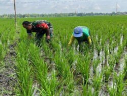 Pendampingan Han Pangan, Babinsa Kodim Ponorogo Bantu Petani Penyiangan Gulma Tanaman Padi