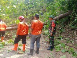 Sigap! TNI dan BPBD Trenggalek Bersihkan Pohon Tumbang, Akses Warga Kembali Lancar
