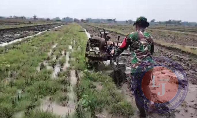 Babinsa Koramil 0801/03 Arjosari Dampingi Petani Lakukan Pengolahan Lahan Sawah