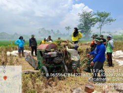 Tak Kenal Hari Libur, Sinergi Bulog Jember dan TNI Guna Serap Gabah dan Beras Petani