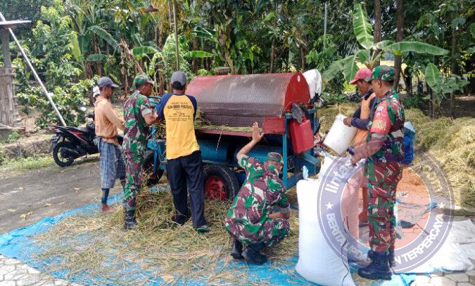 Musim Panen Padi Tak Lepas dari Perhatian Babinsa Pilangsari