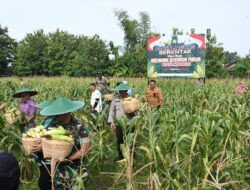 Polres Madiun Kota Panen Raya Jagung Untuk Dukung Ketahanan Pangan Nasional