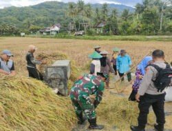 Panen Raya Padi Dukung Program Pemerintah, Ini Harapan Dandim 0801/Pacitan