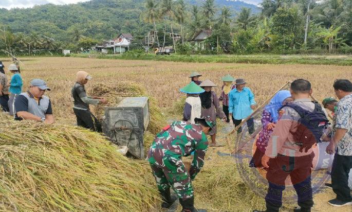 Panen Raya Padi Dukung Program Pemerintah, Ini Harapan Dandim 0801/Pacitan