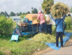 Wujud Dukungan TNI Terhadap Ketahanan Pangan, Babinsa Bantu Petani Panen Padi
