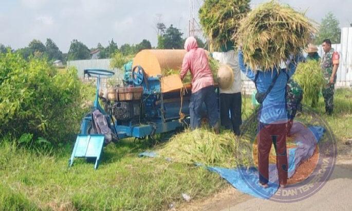 Wujud Dukungan TNI Terhadap Ketahanan Pangan, Babinsa Bantu Petani Panen Padi